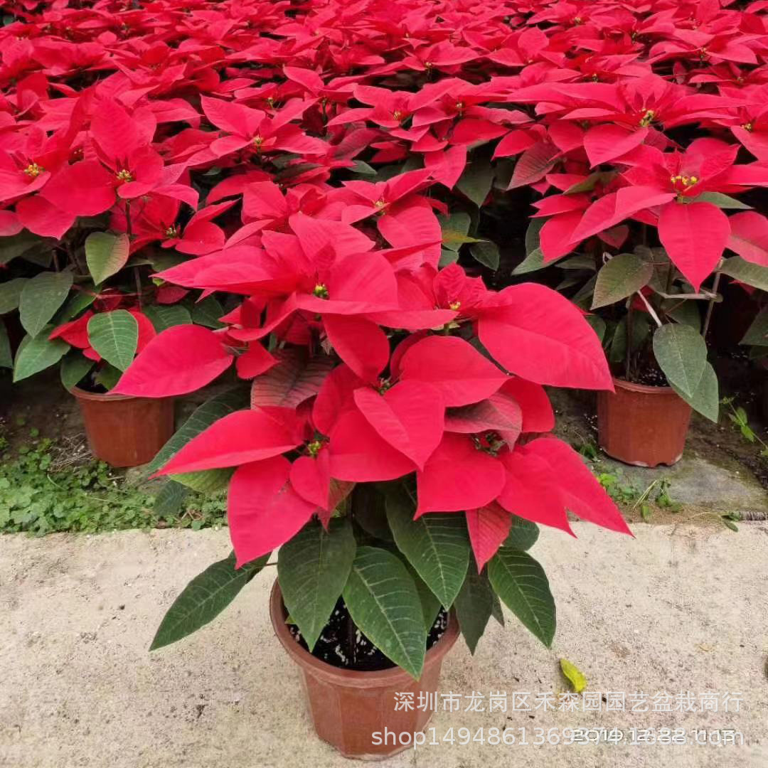 微信图片_20191225103504