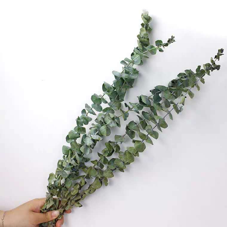 尤加利叶干花铜钱按云南基地直供花束网红ins风干花diy插花批发