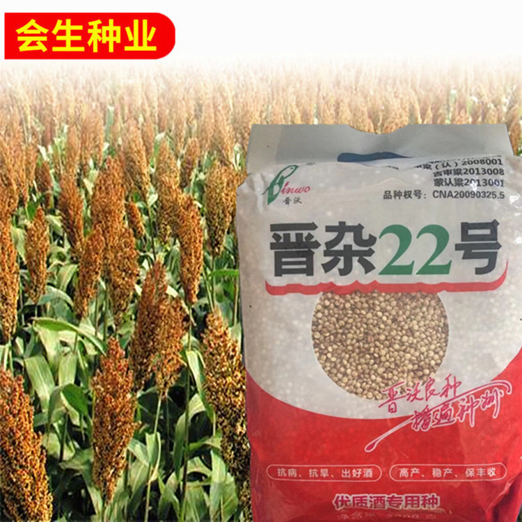 杂交抗旱抗病抗倒伏高粱种子 晋杂22 山西汾酒专供高粱 大红高粱|ms