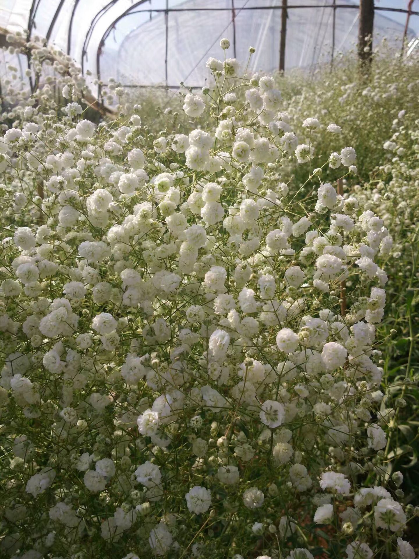 QQ图片20190626225033