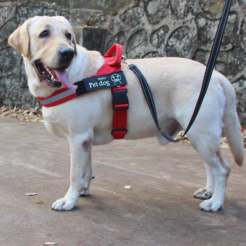 狗狗胸背带中大型犬胸背带金毛拉布拉多萨摩耶狗链宠物用品K9