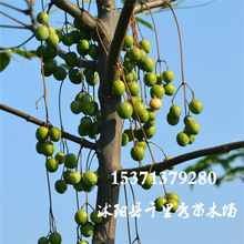 ���lș�Ŀ�鬷N��鬘��ϻ���ɭ��N�Ӯ����·N�|���r������ă�