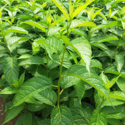 杜仲苗 基地出售入藥用杜仲樹苗 規格全