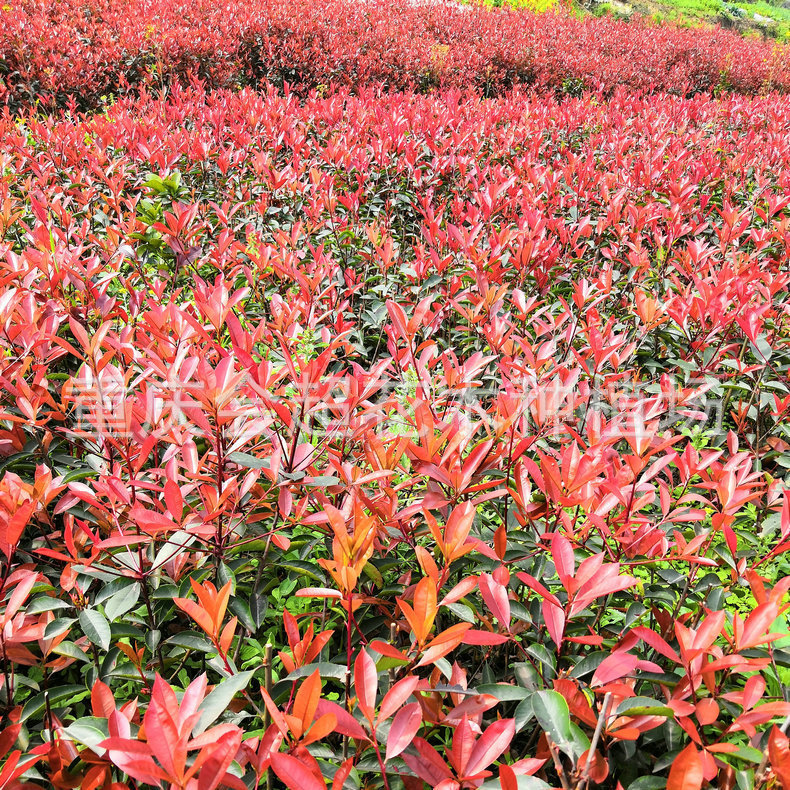 红叶石楠苗4