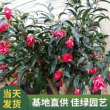 孔雀花 孔雀花品牌 图片 价格 孔雀花批发 阿里巴巴