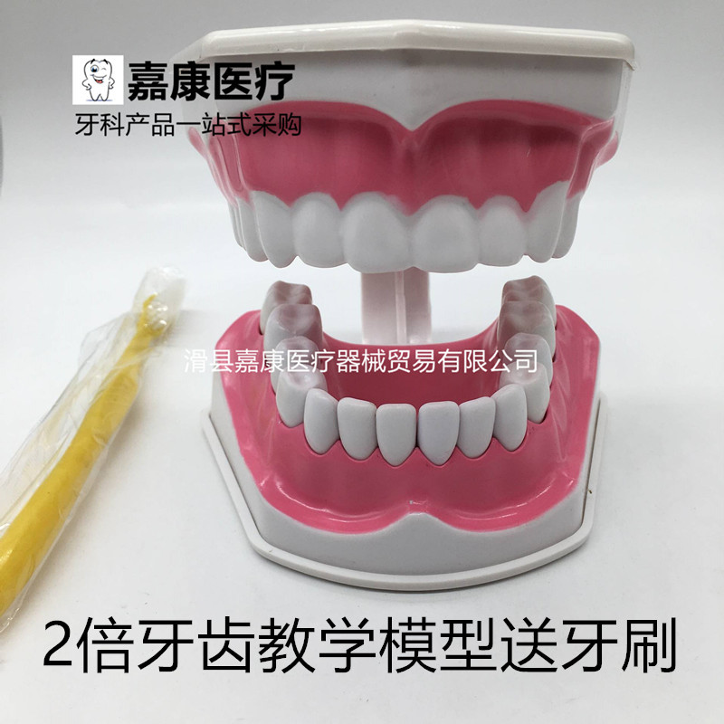 幼儿园刷牙示范教学模型2倍人体牙齿下牙可拆卸护理口腔教学模型|ms