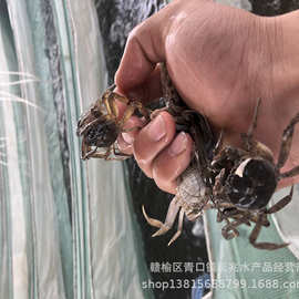 高质量淡水螃蟹苗 大眼豆蟹 扣蟹70-80头 高成活率蟹苗