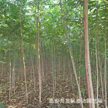 ɽ�|2���ִ����㴻����� 2025���＾�����㴻��������r��