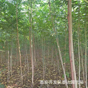 ɽ�|2���ִ����㴻����� 2025���＾�����㴻��������r��