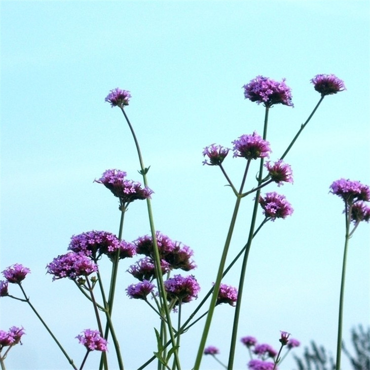厂家直供 马鞭草香精 洗护香精 护肤香型 日化香精 免费拿样
