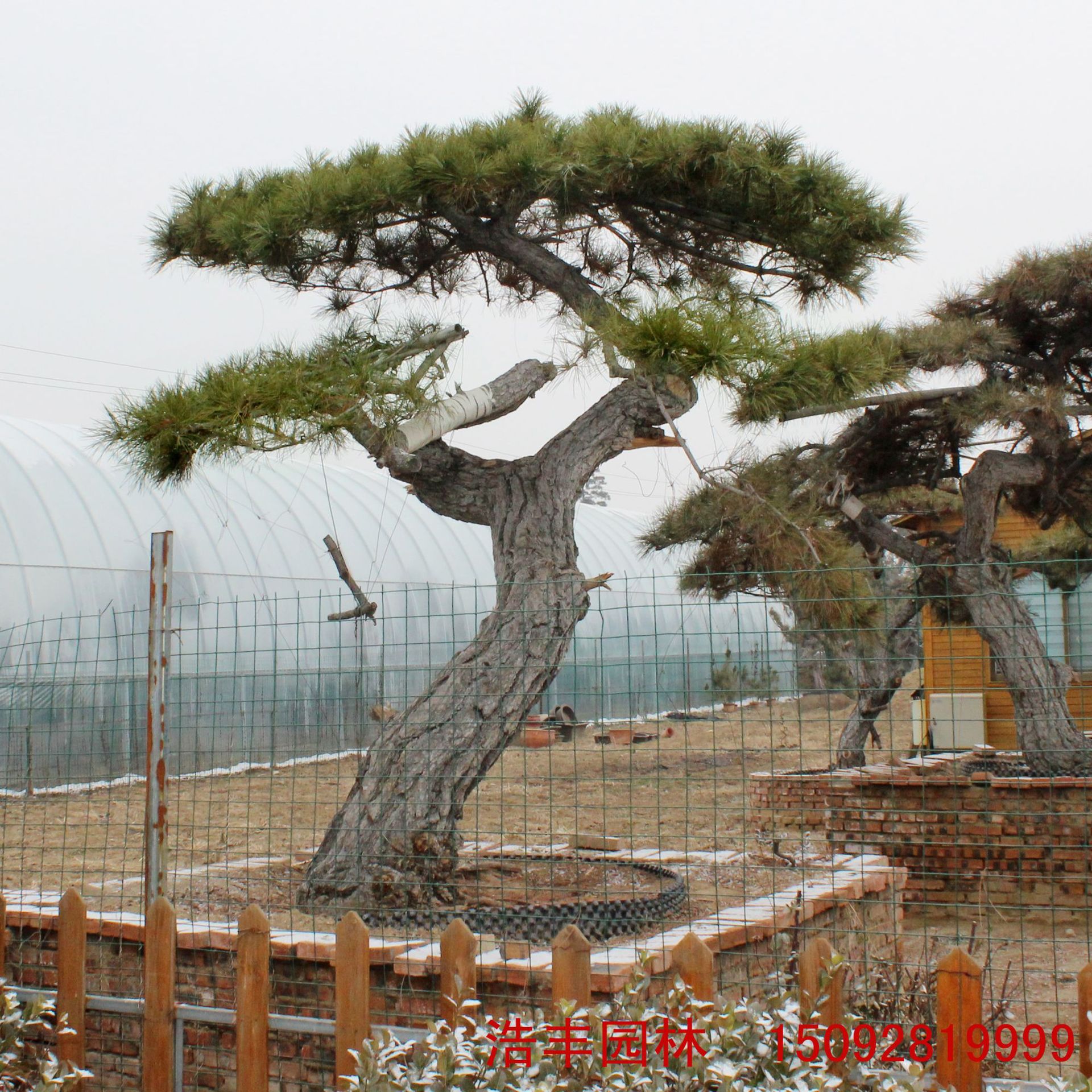 迎客松怎么自己做造型,迎客松盆景造型修剪,迎客松如何定型(第7页)_大山谷图库