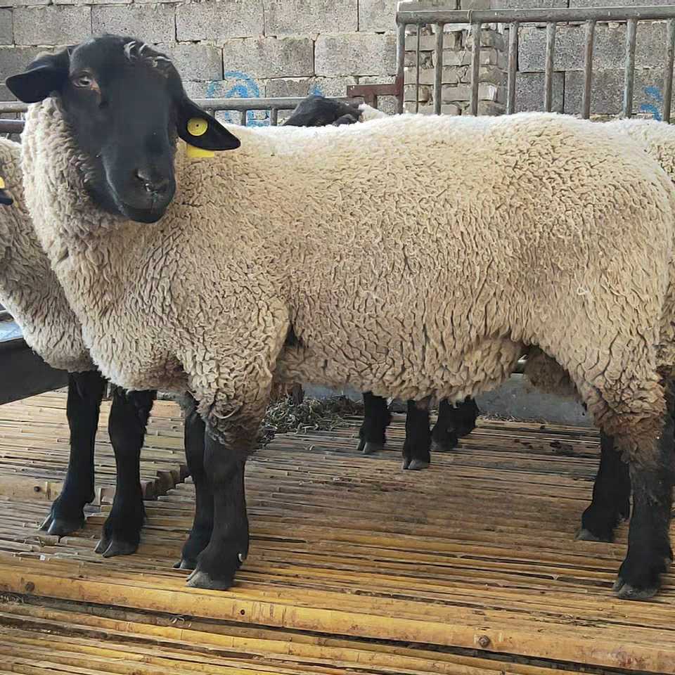 純種薩福克綿羊活體包郵杜泊羊活體種公羊懷孕母羊烏骨羊