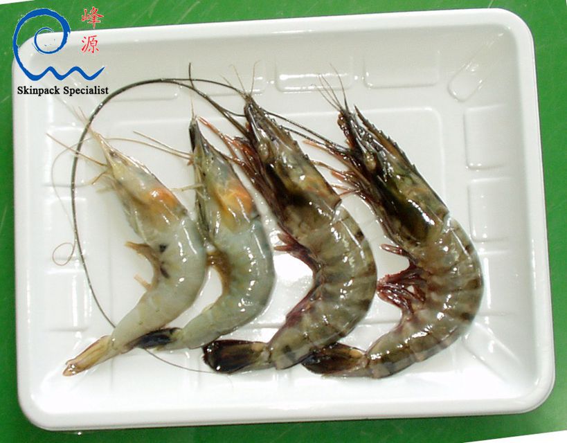 Sample- shrimps 2_副本_副本