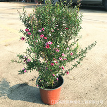 ܶʢ_һɫBֲ҃ͥԺذɼt÷