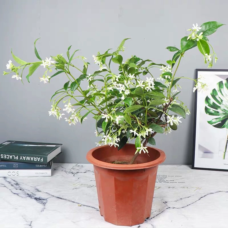 Ветряная мельница Жасмин Плавающий камень Лоза Серебро Шелк Золото Жасмин Восхождение Виноградные растения Четыре сезона Вечнозеленый Жасмин Озеленение в горшках