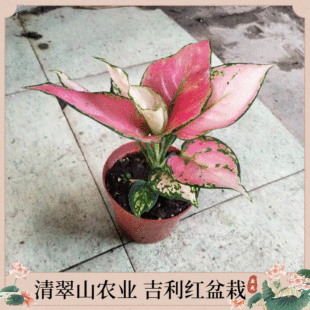 Ruyi Queen Flower Potted Geely Red Wannian Red Plant