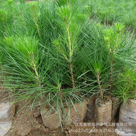 盆栽;乔木;灌木