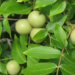 ̩�����س��۸��NҎ��Ʒ�N���Ҙ��珊�غ��Ҙ������l��ϵ�ú�����