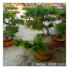 ̩�� �������;����辰 �̾� �о� ������ �߶�30����~1.5��