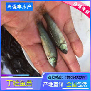 苗场直供丁桂鱼苗 须鱼岁 丁鱥 金岁鱼 丁岁鱼苗 批发-阿里巴巴