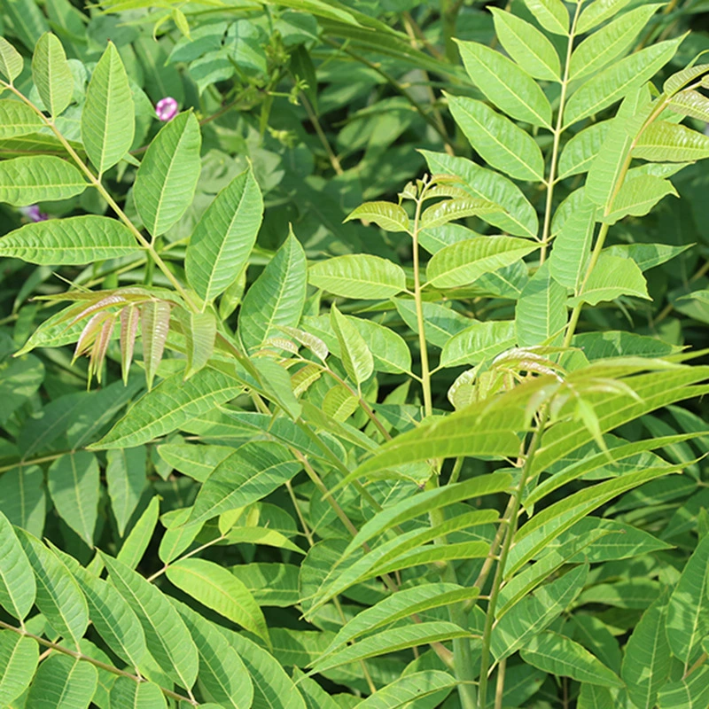 Товары для детских садов: посылаются рассада ароматного камфора, 1.2m годовой возраст, рассада ароматного камфора, красное масло, ароматная камфорная рассада, производится в больших количествах, предоставляются скидки.