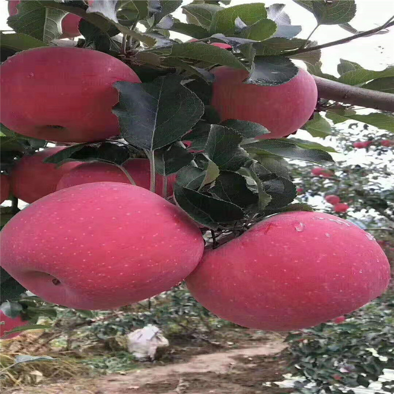 微信图片_201911271135305