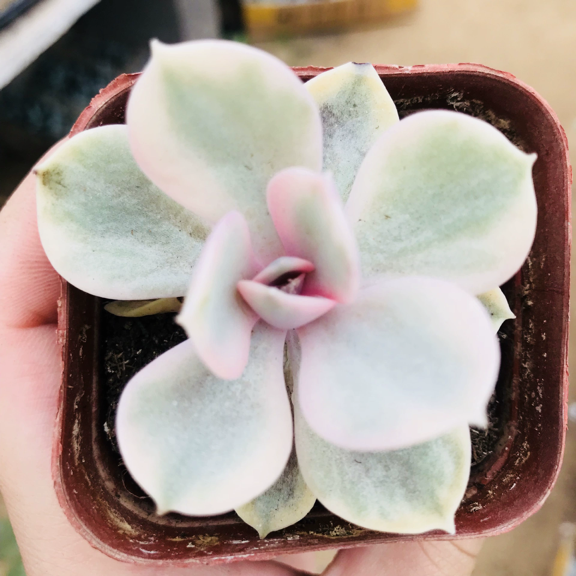 Сочные растения дорогое состояние Радужная комбинация Горшечное зеленое растение DIY крытый стол забавное милое мясо Радужное мясо