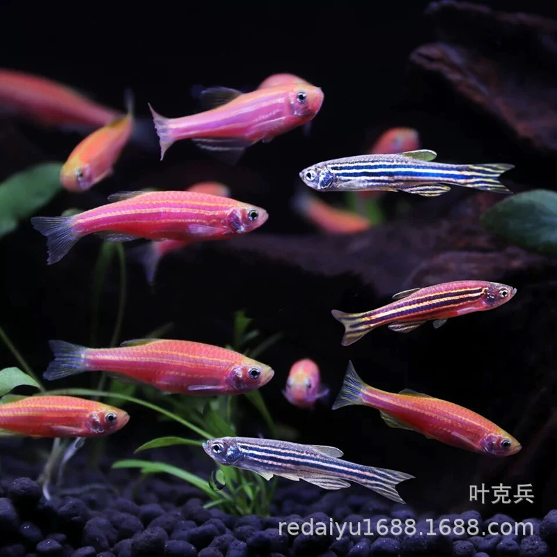 Индийская рыба Данио Тропические рыбы Корзина красных занио Рыба полосатая рыба Данио Маленькая рыба Плавать рыба Холодная вода Свет