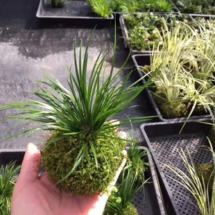 Direct Supply from the Base, Ornamental Small Potted Florals, Indoor Plants, Moss Balls and Calamus Mixed Pack