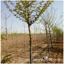 泰安皂角樹苗 一公分 2公分 3公分5公分8公分樹苗價格 綠化葯用苗