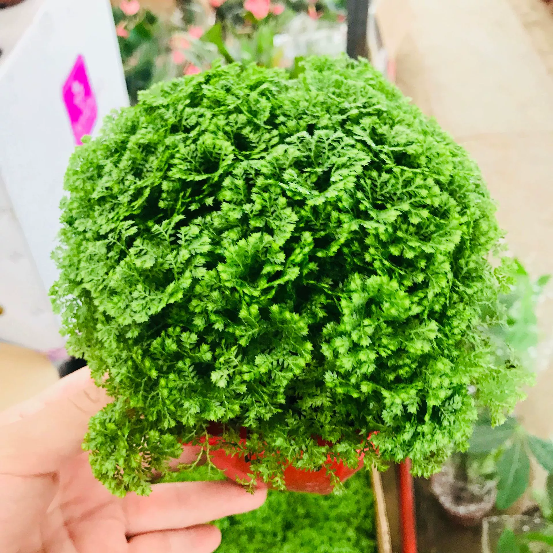 Зеленый Земля Настольный горшок зеленый Космос коралловый папоротник вечнозеленый папоротник бирюзовый зеленый земля шар почвы гидрокультура