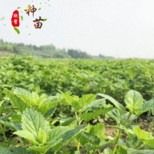 供应花草盆景香蜂草种苗 柠檬香蜂草 泡茶香草种子阳台盆栽种植