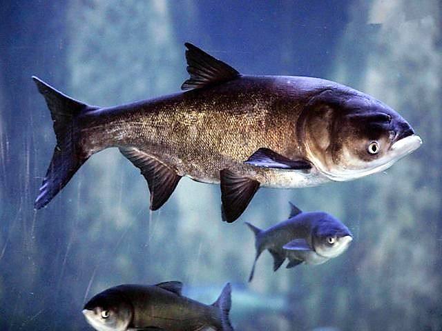 鱼苗场虾苗场专用漆