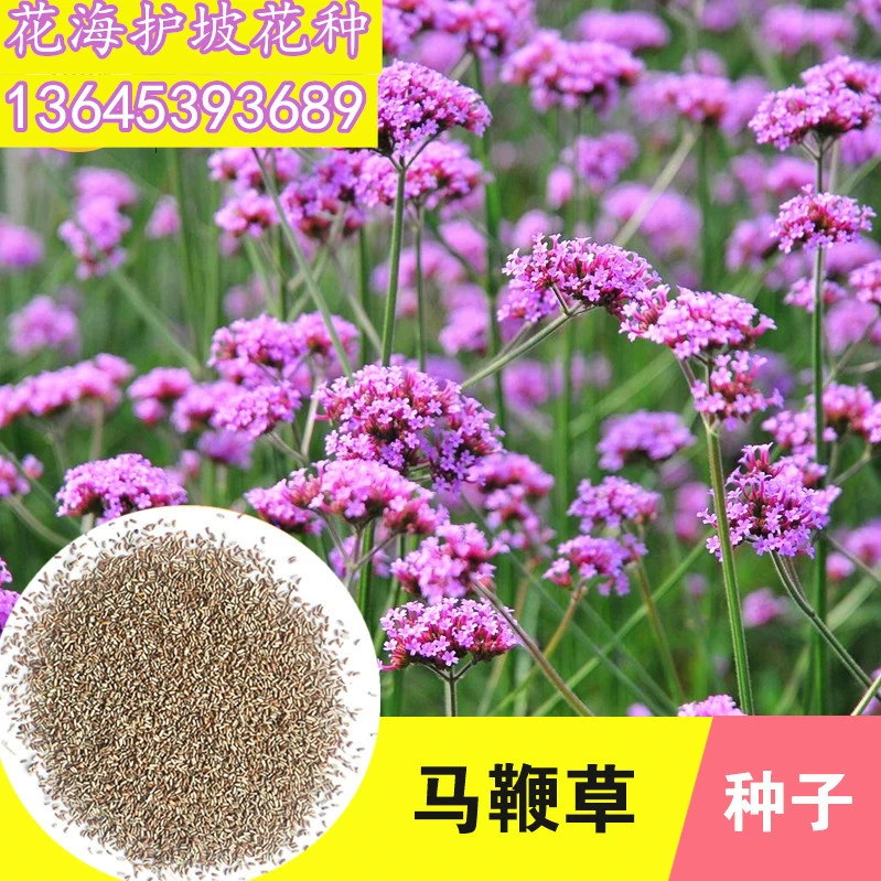 Ива Вербена Семена Фиолетовый Синий Океан Цветок Море Свадебная Фото База Пейзаж Цветок Морской Проект Цветочные Семена