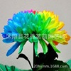 Colorful chrysanthemum seed rainbow chrysanthemum seeds Phalaenopsis lavender seed meteor meteor rain rose seeds