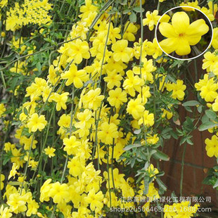 Sɫӭֲ ¶شԮ ٲӭԻ