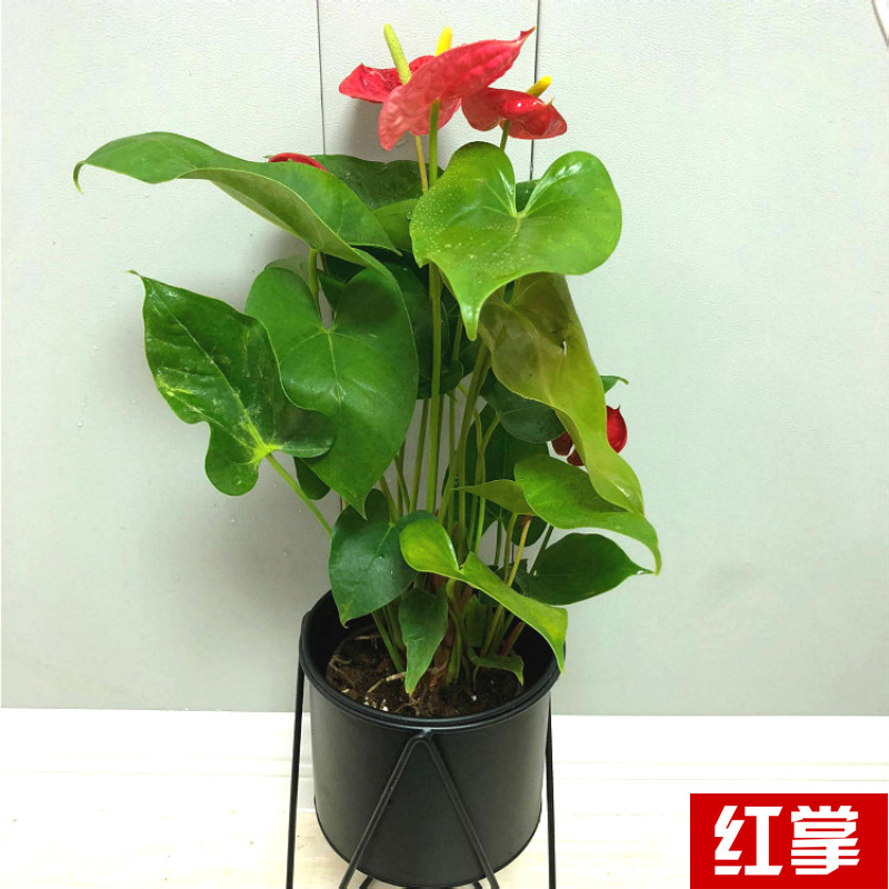 Planta verde de escritorio mayorista flor de oficina flor de rosa verde árbol rico base de plantas de maceta interior suministro image 24