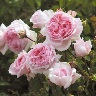 Wholesale Austin Large-Flowered Fragrant Vine Rose Seedlings Weiji Pink Wood Climbing Vine Flower Plants with Many Flowers in All Seasons