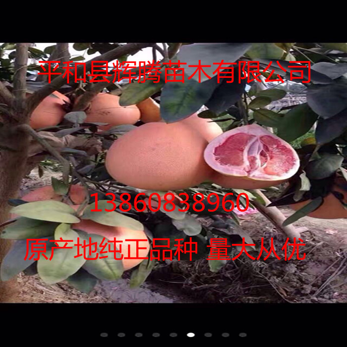 福建平和柚子苗 三紅蜜柚苗 三紅柚子苗 紅中紅 2年苗