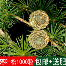 優質林木種落葉松種子四季長綠樹種子日本落葉松種子黃花松種