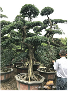 �I�ܘ�䘶 �I�����ܘ���С�S�����r��