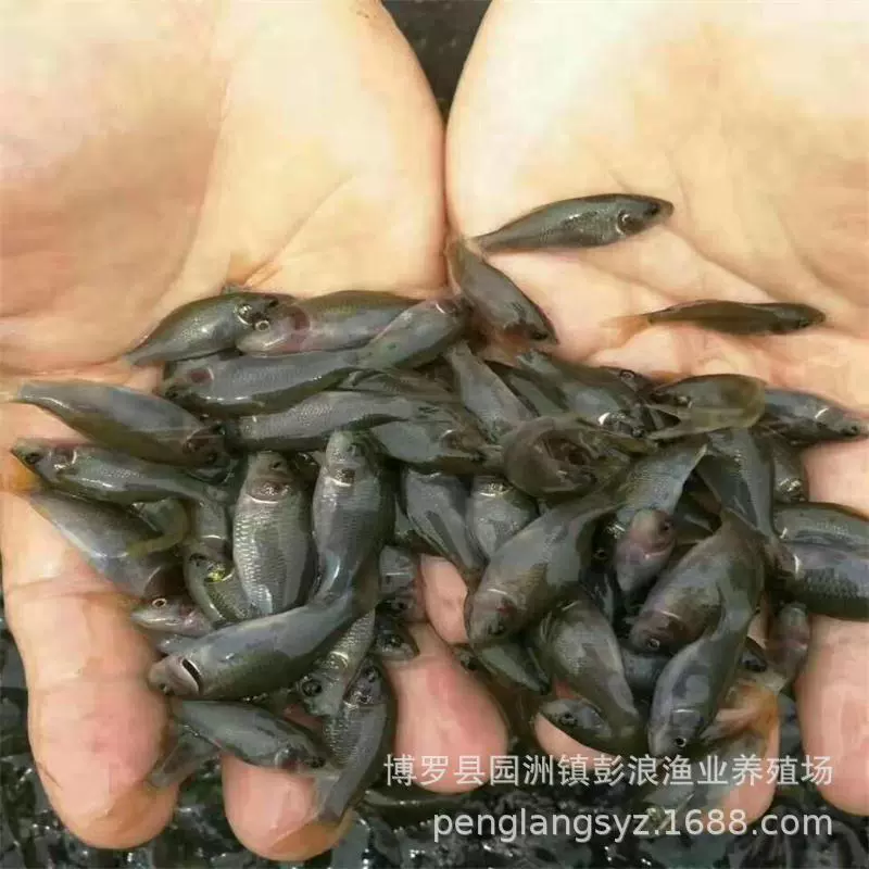 Карповая икра Хэхуа, карповая икра из рисовых полей, карповая икра Хэхуа черного цвета, карповая икра, карповая икра без фосфора, лотосовый карп