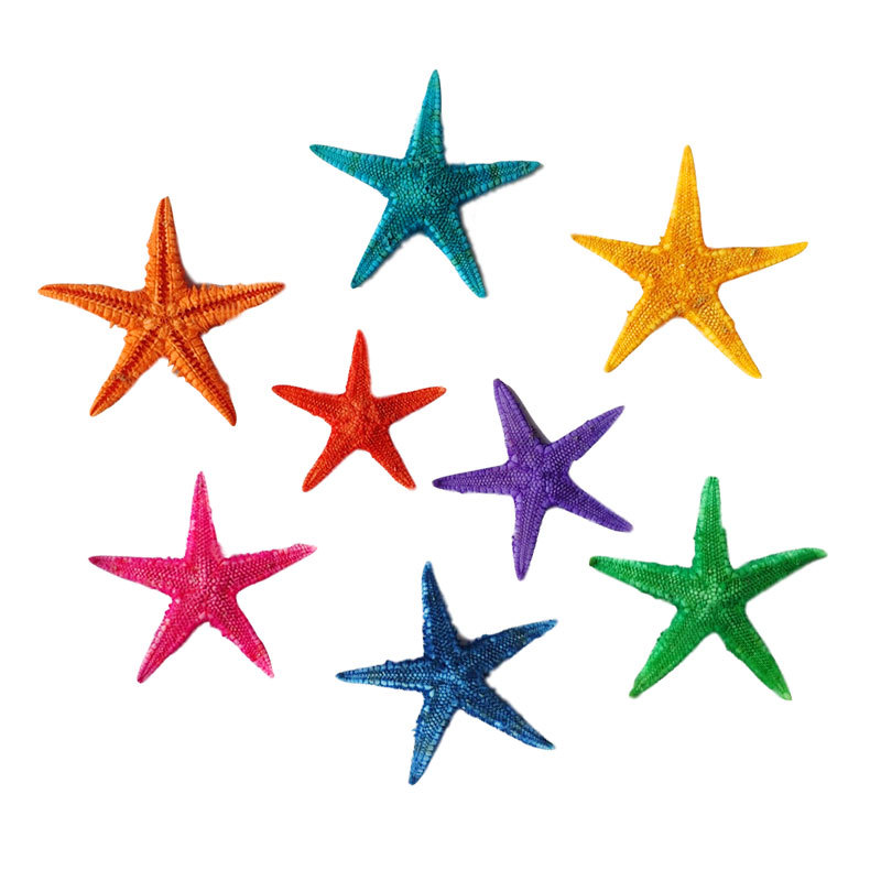 染色海星白底图