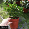 Base direct batch of colorful pepper, colorful pepper, colorful pepper, small potted family courtyard balcony ornamental pepper green plants