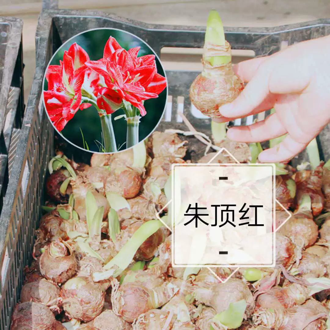 Чжу Динхун Лампа Большой Шар Крытый Балкон Двор Легко поднять Лампа Цветы Четыре Сезона В Горшке Чжу Динхун Оптовая