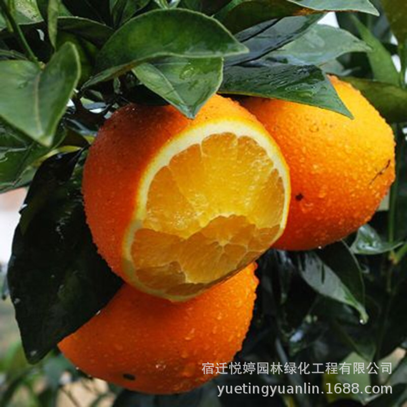 Wholesale of orange seedlings Potted plant Breed Complete Orange Sapling Navel Candy orange suit North and South plant