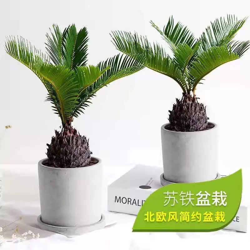 Железное Дерево Бонсай Железное Дерево Рассада Бонсай Зеленое Растение Железное Дерево В Горшке Вечнозеленое Растение