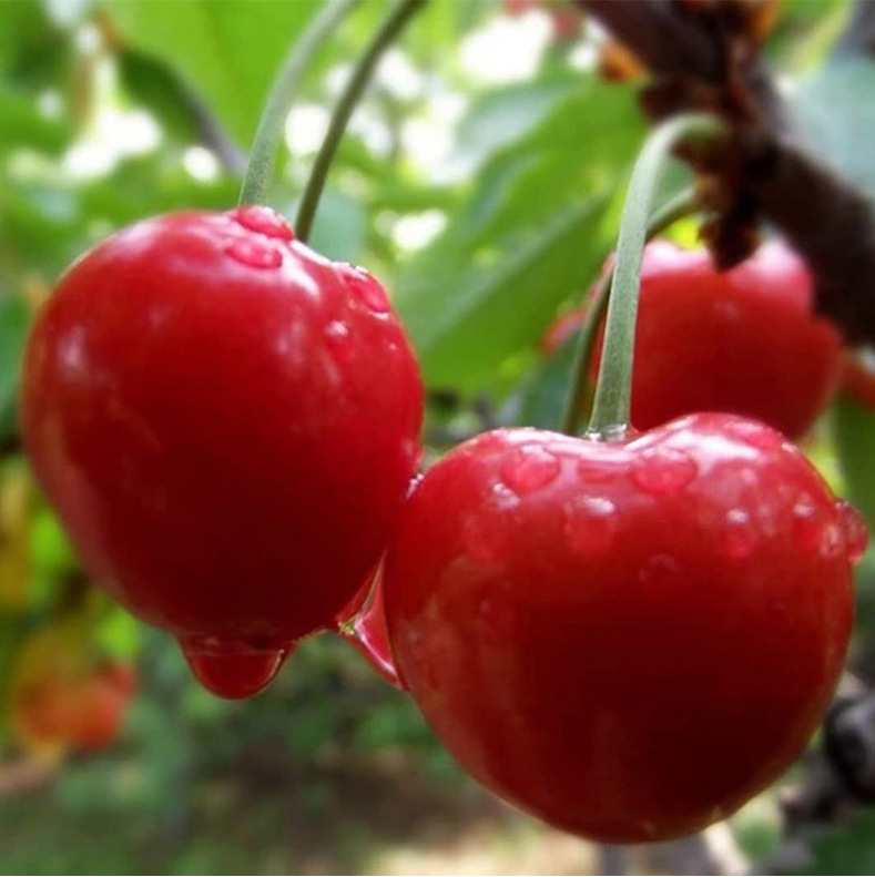 [3 pounds loaded]Cherry Shandong Mengyin Open air Cherry Red light fresh fruit A generation of fat