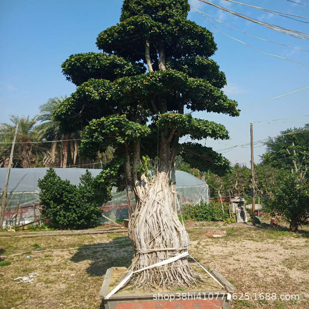 成都小叶榕价格 批发各种造型小叶榕 地瓜榕 榕树盆景 福建小叶榕