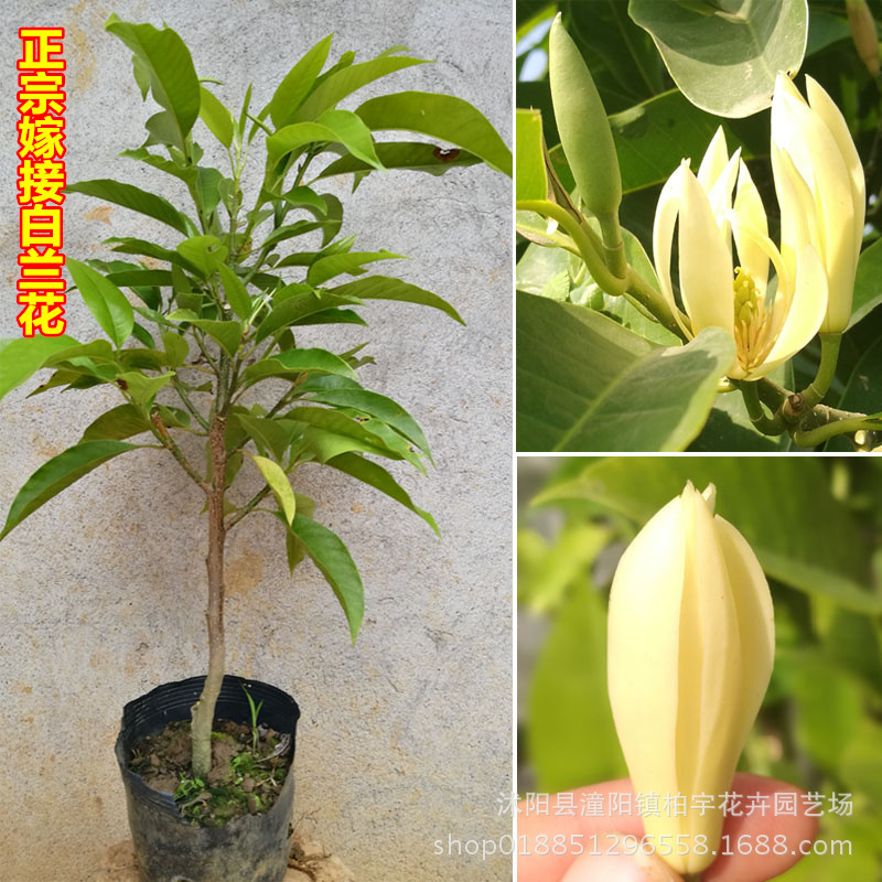 白兰花盆栽植物室内四季浓香型黄角兰树苗带花阳台庭院浓香型绿植